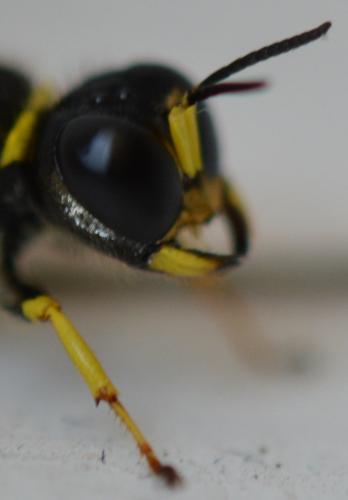 Ectemnius cavifrons